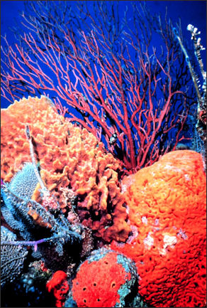 20110307-NOAA reef sponge 2584.jpg